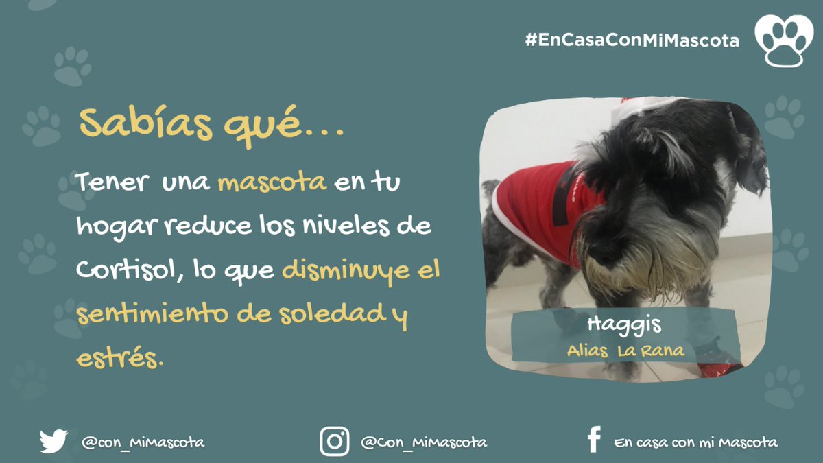 con_MiMascota's tweet photo. Tener una mascota en casa incrementa tus niveles de dopamina, la hormona de la felicidad♥️🐶🐱

Si aún no lo has hecho sube una fotito de tu mascota y cuéntanos como tu amigo de 4 patas te ha ayudado a sobrellevar la pandemia con el hashtag #EnCasaConMiMascota.

#dogsoftwitter https://t.co/3cARzqIVb5