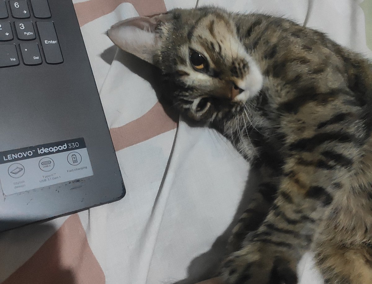 RobrtMoreno's tweet photo. Y por último está Charlotte, quien rechaza cualquier expresión de afecto jajaj, pero que siempre está ahí para motivarme en las madrugadas de estudio🐱 :') #EnCasaConMiMascota https://t.co/kvZXYs8q07