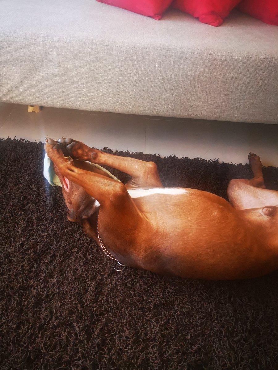 El_Espantajo_'s tweet photo. Ya se descompuso este wey.
#JackElPerro https://t.co/tGfv2yeHPl