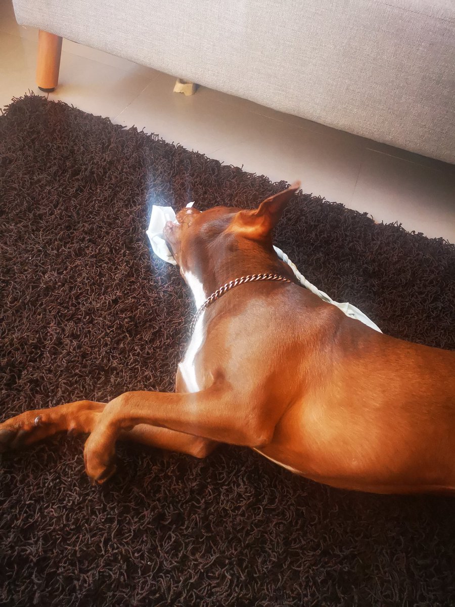 El_Espantajo_'s tweet photo. Ya se descompuso este wey.
#JackElPerro https://t.co/tGfv2yeHPl