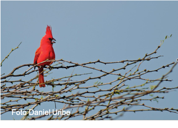 También, la cacería y la captura son otra importante causa de amenaza, factor que afecta especialmente a las aves grandes, como las pavas, o a las muy vistosas, como las guacamayas, loros o el cardenal guajiro que les presento acá:  #ElDesparche