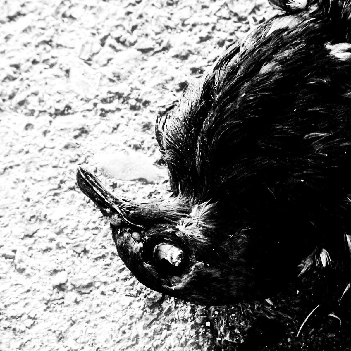 V1DVN's tweet photo. more fotos
#photography #blackandwhite #Phoenix #art https://t.co/7ysRP2WEln