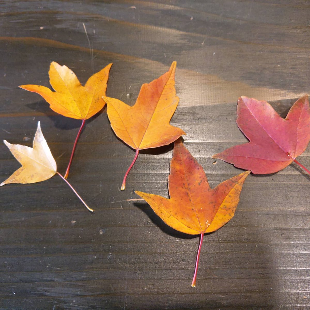 加藤 研介 على تويتر 道路脇に目を落とすと 素敵なものが 様々な色合いの落ち葉を拾うと心が和みますね 紅葉 落ち葉 楓