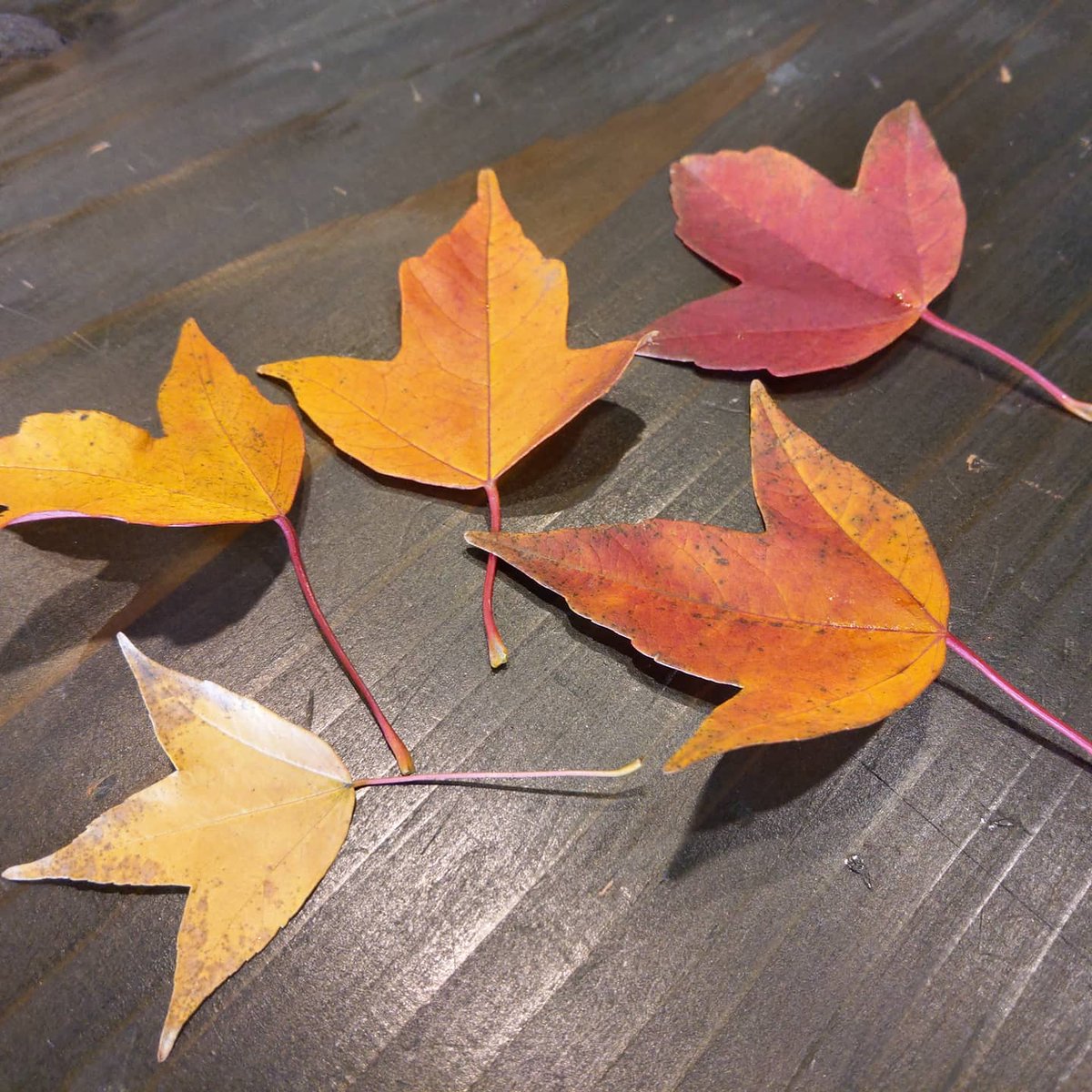 加藤 研介 على تويتر 道路脇に目を落とすと 素敵なものが 様々な色合いの落ち葉を拾うと心が和みますね 紅葉 落ち葉 楓