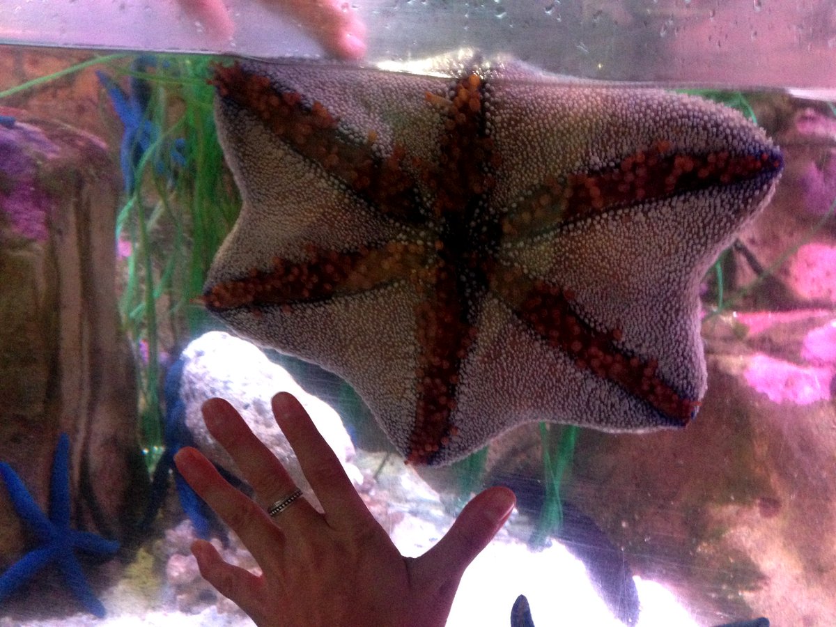 SeaSpongeCake's tweet photo. Any day where I get to see a sea star bigger than my hand is a good day. ๐
#Starfish #Seastar ๐#TubeFeet https://t.co/OYdGbLMfDu