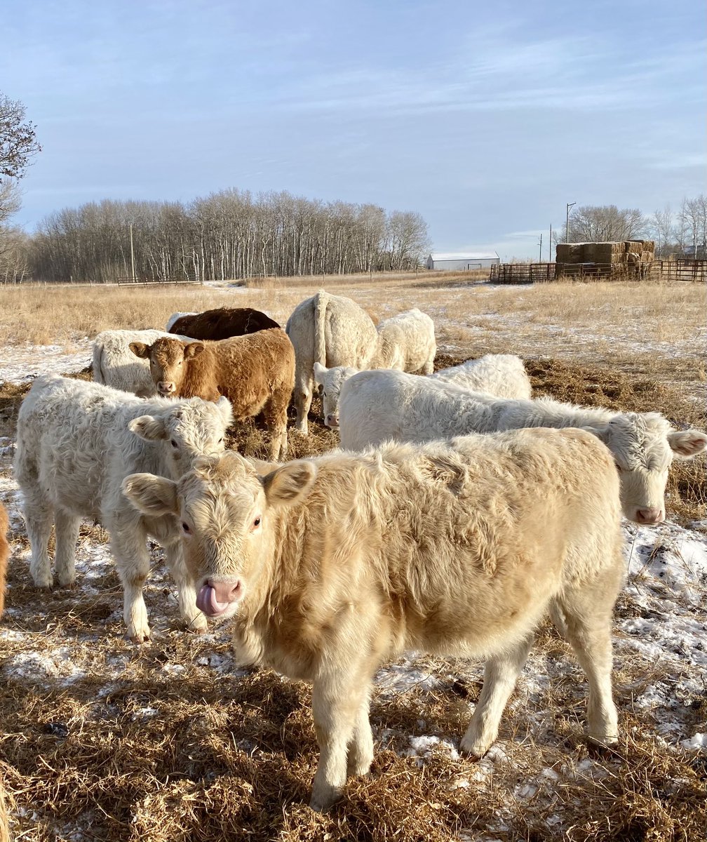 Double M Livestock tweet media