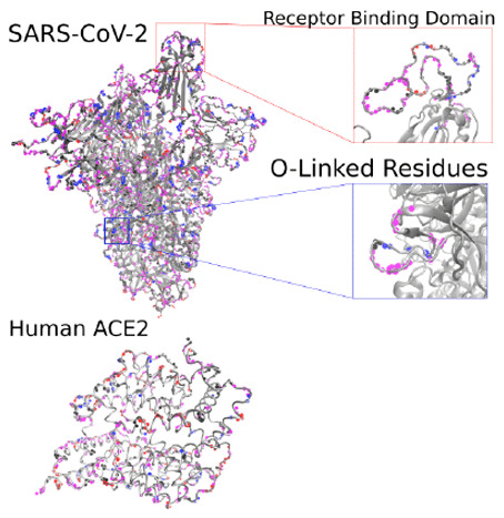 JCIM_JCTC's tweet photo. Protein #Surface Printer for Exploring #Protein Domains    
https://t.co/SB1Txf9FQ7  
#October_issue #Bioinformatics https://t.co/QyXNcSLpy8