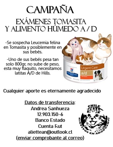ayuda!! <a href="/gato_chileno/">Gato chileno #apruebo 🏳️‍🌈</a> <a href="/EAlbasetti/">Eliana Albasetti</a> <a href="/GoldenPetShopCl/">Golden Pet Shop Chile</a> <a href="/AmorMaipu/">Amor Animal Maipú</a> <a href="/ffelinnos/">Fundación Felinnos - TNR Chile®️</a> <a href="/masquevet/">masquevet.cl</a> @Dradegatitos <a href="/LaQuintaPatita/">La Quinta Patita</a> <a href="/PotitosP/">PotitosPeludos</a> <a href="/Tacitobigotes/">𝕿𝖆𝖈𝖎𝖙𝖔 y Panqueque</a> <a href="/FundAnimalChile/">Fundación Animal Chile🐾</a> <a href="/fundCeba/">Fundación Ceba</a> <a href="/TerapiaFelina/">Laura Trillo - Terapia Felina</a> <a href="/CanesyFelinos/">Canes y Felinos Temuco</a> <a href="/rescate_felino/">Re​​scateFelinoChile</a>