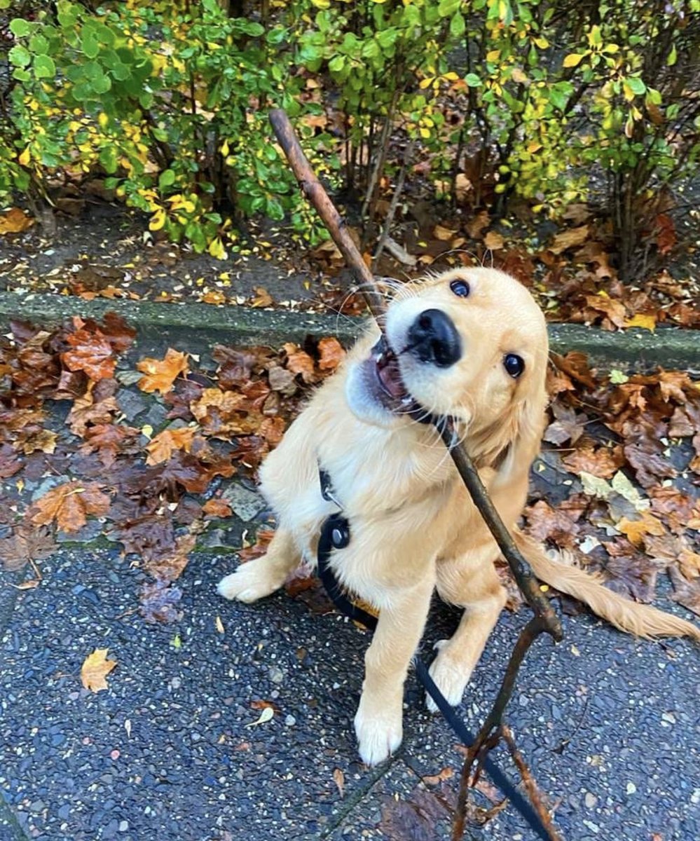 WeRateDogs (@dog_rates) on Twitter photo This is Happy. She found a really good stick. Wanted everybody to see it. 12/10 thank you for sharing Happy This is Happy. She found a really good stick. Wanted everybody to see it. 12/10 thank you for sharing Happy