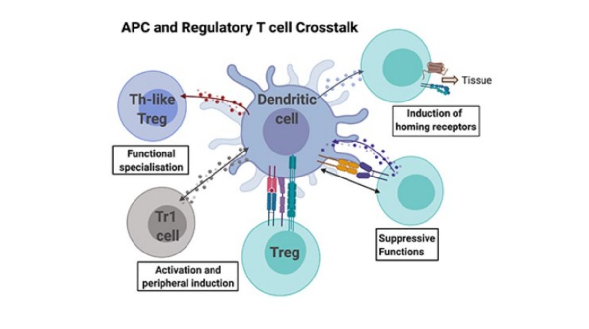 Immune Regulation News tweet media