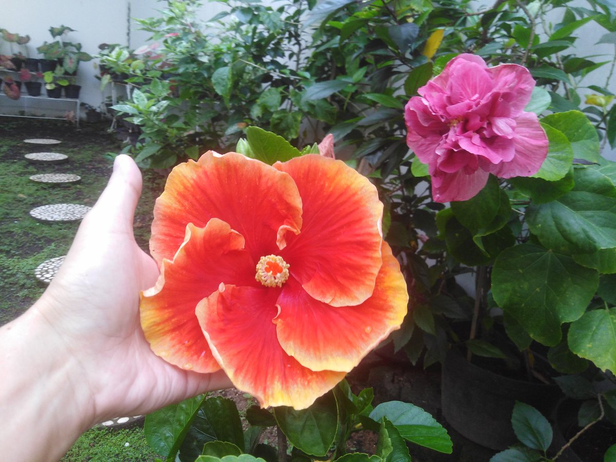 インドネシアで 靴の花 と呼ばれるハイビスカス 花言葉は 繊細な美 インドネシアのitサービス会社 バテラハイシステム