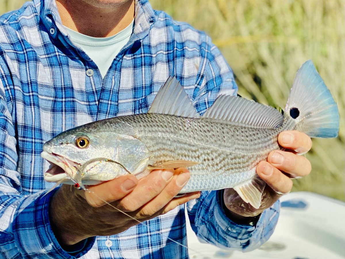 Showing his colors #redfishbluetail #followthetide