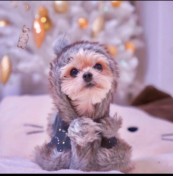 my dear Hungarian fans and friends, I need your help.  Where I can find good breeders Yorkshire  / Maltese<a href="/tag/haddaway"class="tags"><span>#haddaway</span></a>