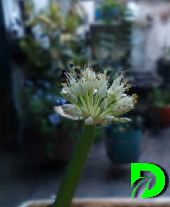 roman_toru's tweet photo. Mientras muchos piensan en recompensas, política y dinero, la #naturaleza se encarga de recordarnos que se encuentra ahí floreciendo cada día.
#DiviGreen es un pensamiento de economía circular trabaja por un mejor planeta.
#divivenezuela $divi #Bitcoin #reusa #reduce #recicla https://t.co/I8u849w7jh