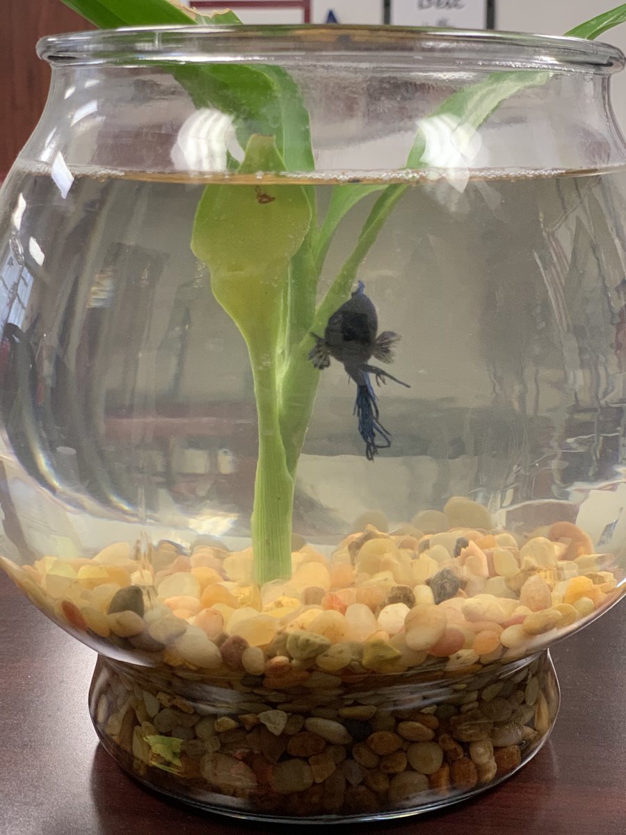 I have the best students!  Our class fish died earlier this year and when I walked in my classroom today, Bubbles was waiting for me!!  Welcome to our class Bubbles!