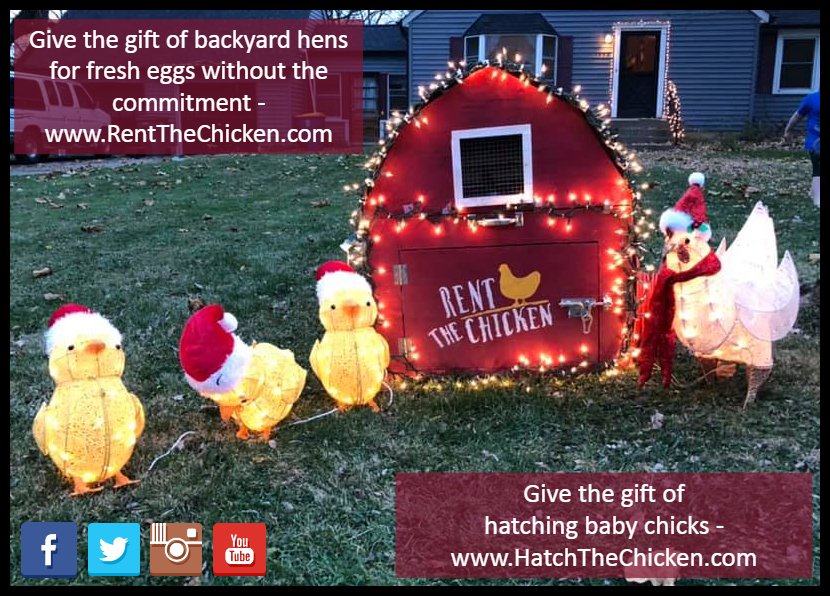 RentTheChicken's tweet photo. Give the gift of hatching chickens without the long term commitment. Visit https://t.co/Z6y1Zg6PSU for details. #hatching #incubator #rentthechicken #homeprojects #homeschool #stem #education #indoorproject #farmtotable #fertility #Christmas https://t.co/UHHRoH5fFt