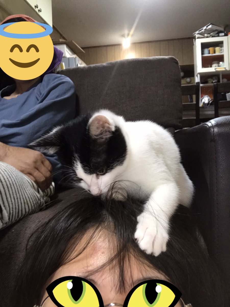 うちの猫🐈 (@yoshi99959440) / X