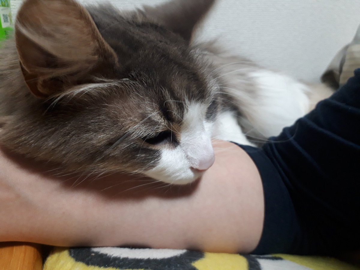 友人とのゲーム中に犬が懐いてきて気になっちゃう 犬ハンデ の漫画が共感できるしかわいい うちは猫ハンデ Togetter