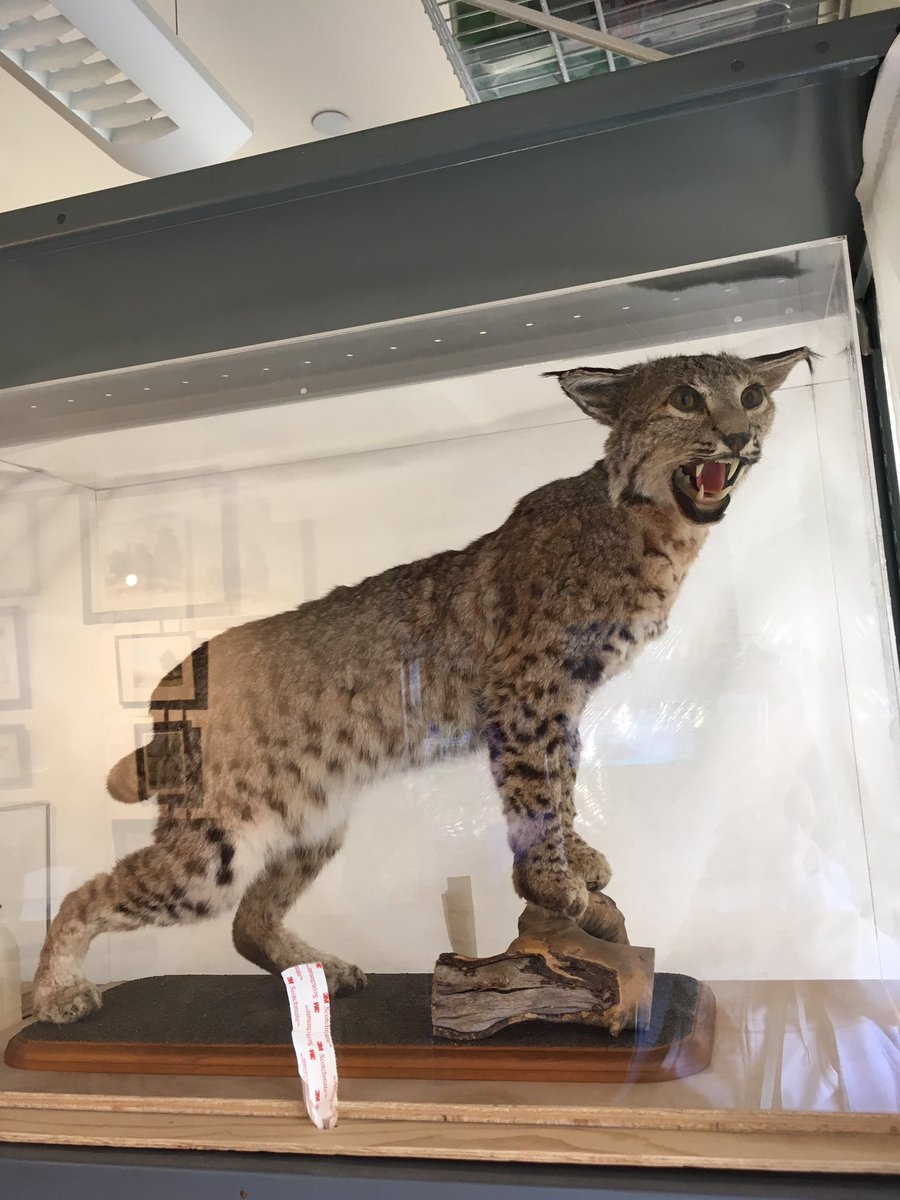 LearningWorld7's tweet photo. Angry!

Animal Specimen at Environmental Volunteers EcoCenter in Palo Alto, California 

#BigCat #specimen #animalSpecimen #animallover #angrycat #animaleducation #bayareablogger #californiaadventure 

#traveler #exploreCalifornia https://t.co/xNF1UkxIQj