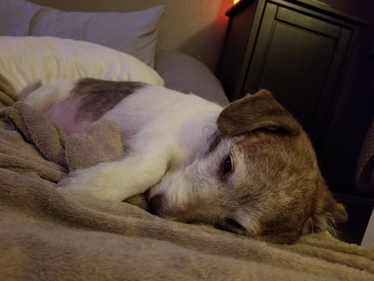 Tonight we had to say goodbye to our little fur baby. Things took a turn for the worst this afternoon and we had to make the most difficult decision. Pumbah, I love you so much and miss you so much already. You're not in pain anymore and I know you're watching over us. 🐶😭💕