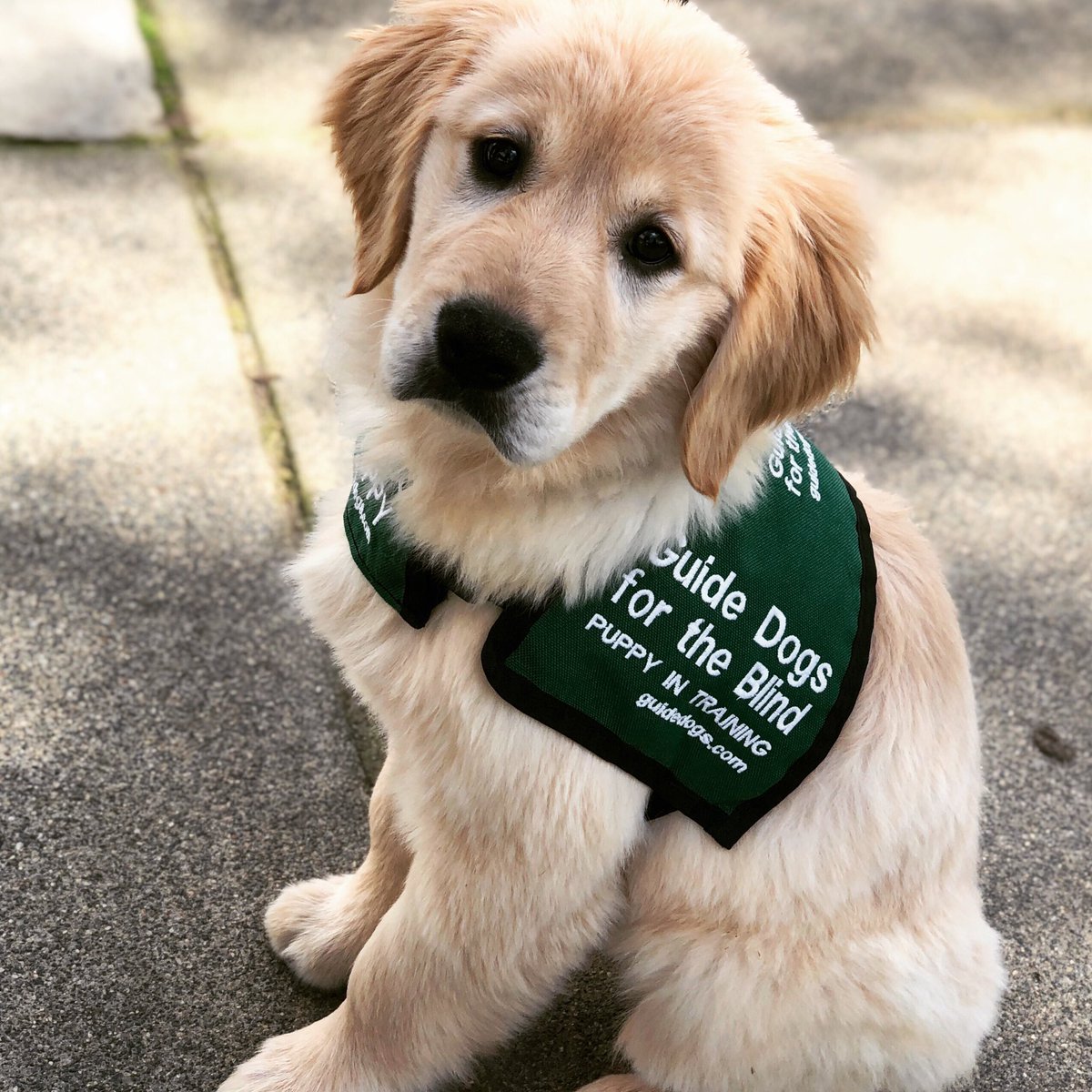 cjmtahoe's tweet photo. Happy 2 year birthday Lakeshore.  While she will not be pursuing a career as a guide dog, she has plans to help people and the community in 2021!  🐾🧡 https://t.co/LUXgaXWC3L