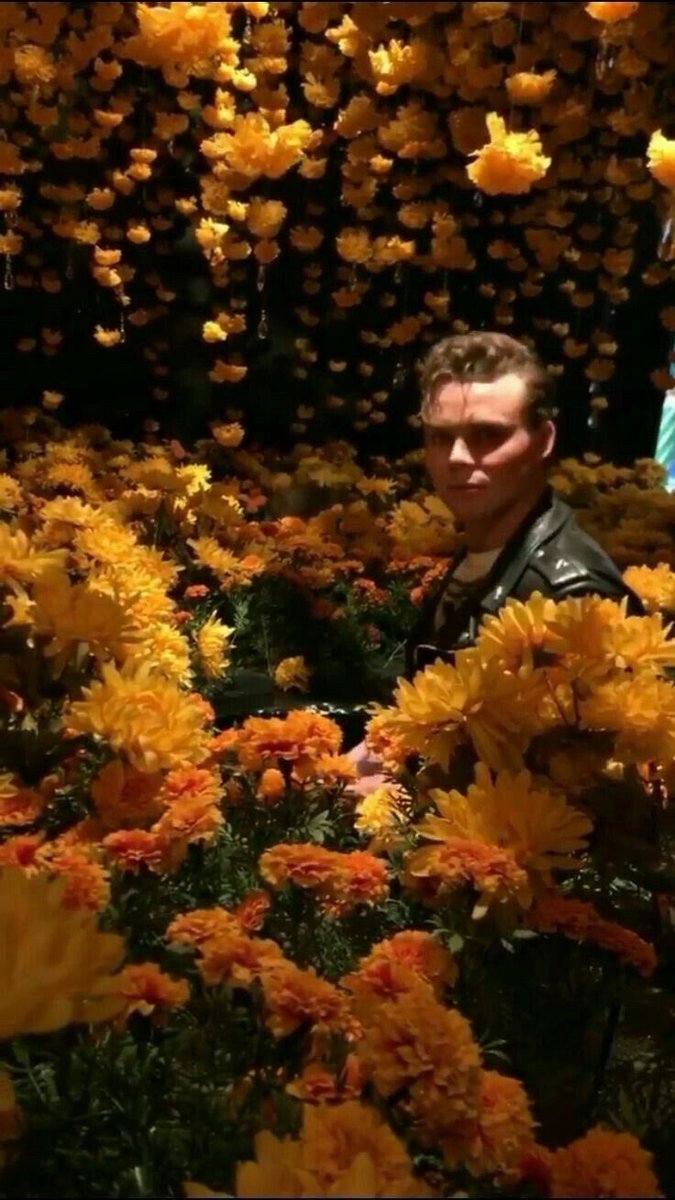 Sunflowers, so quirky. 