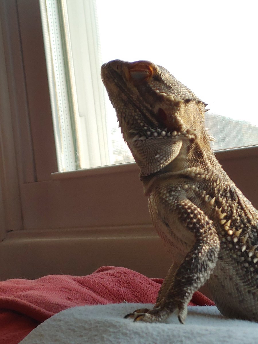 RattataTop's tweet photo. //my friend has claimed this has meme potential

I wanna see it https://t.co/3X8VEQi3t7
