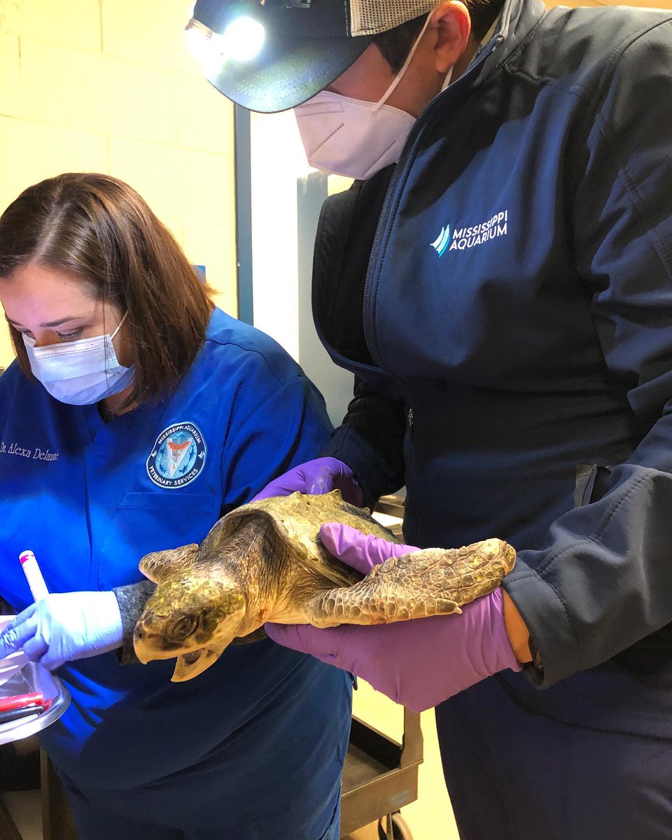 MS_aquarium's tweet photo. Mississippi Aquatic Institutions Selected to
Treat Rescued Endangered Sea Turtles
#MSAQ and #IMMS Collaborate with @NOAA #TurtlesFlyToo https://t.co/GdNjfCqq6F https://t.co/q3RxCMn6Rq