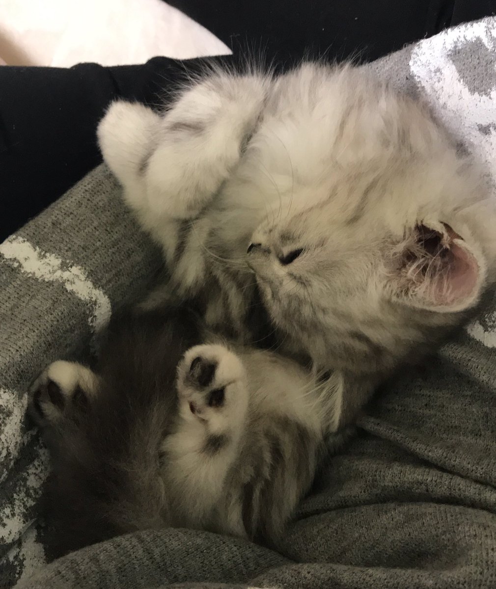 子猫2ヶ月 子猫2ヶ月