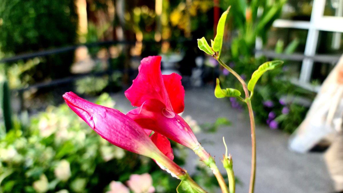 มอนิ่ง :

จงเชื่อมั่นและตั้งใจทำทุกอย่างให้ดีที่สุด แล้วสิ่งต่างๆจะมีผลไปในทางที่ดีเอง.

อรุณสดใส ในวันอังคารจ้า.