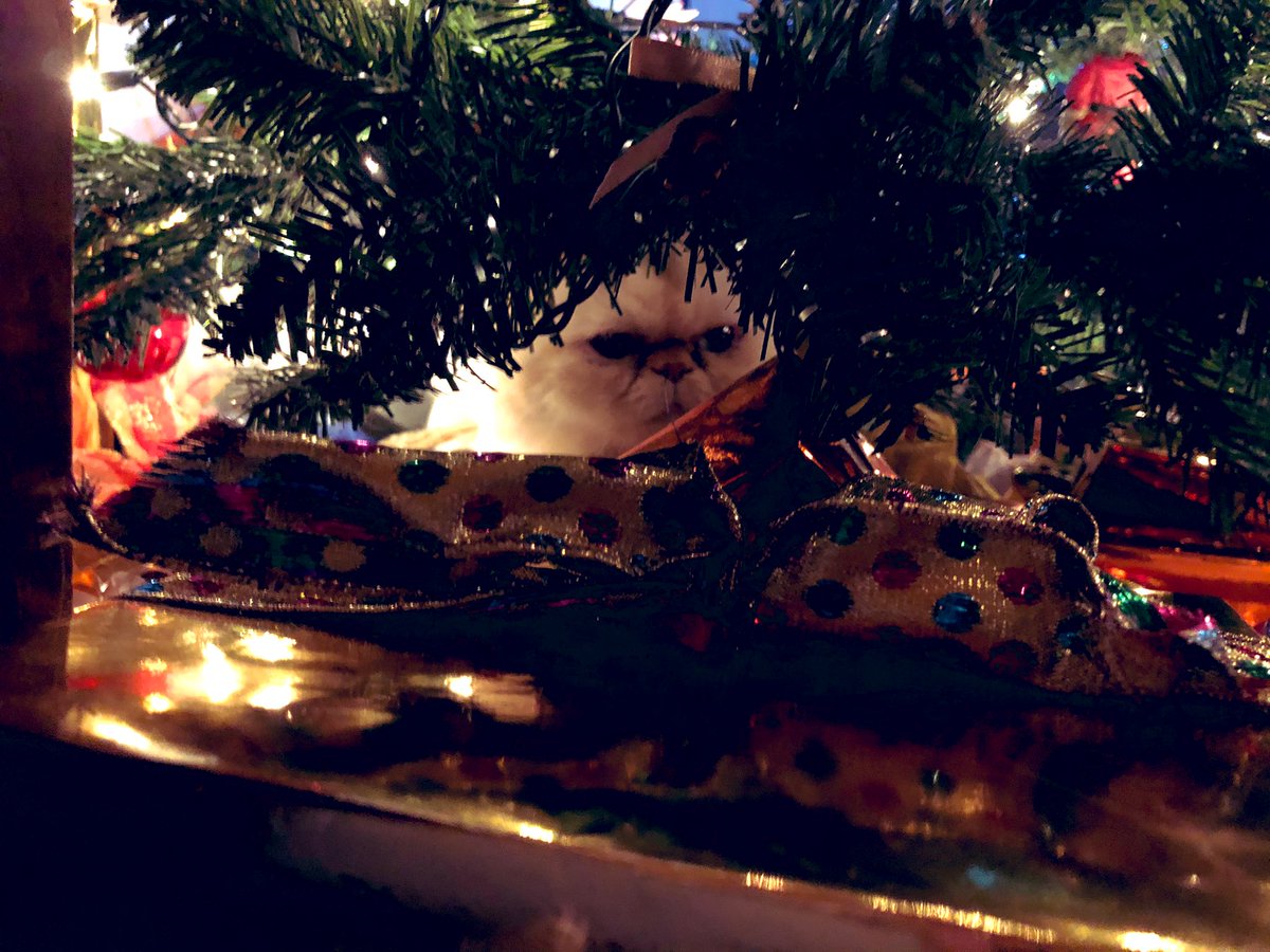 dustindena's tweet photo. Christmas kitty 💚 #CatsOfTwitter #christmascat https://t.co/RRGEXVpT7n