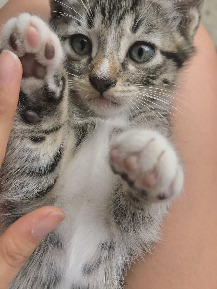 ArianaAQuinto's tweet photo. #EnCasaConMiMascota 🥰 https://t.co/N71DvOVsWX