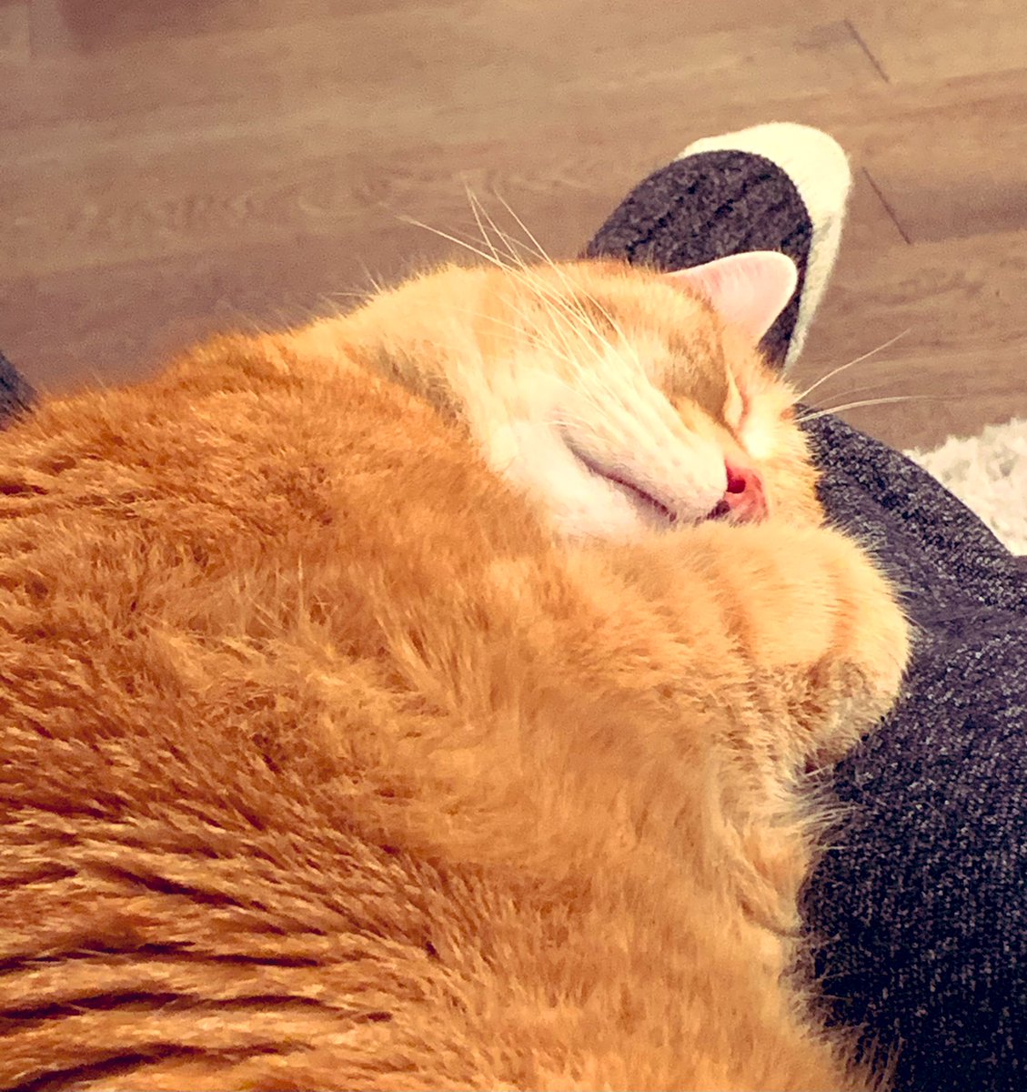 tabbitz's tweet photo. Look how cute I am when Iβm not screaming like a demon for food π #feedme #Catslivesmatter #CatsOnTwitter #CatsOfTwitter #catsofinstagram #catsonlockdown #cats #chonks https://t.co/1q1MUFVSQN