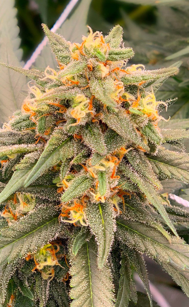 CannerCookies's tweet photo. Cannerald 🌱🇨🇭📈📊👉😎

#CBD Switzerland Austria #cannabisLegal #CannabisMedicinal #CannabisNews #cannabisindustry #Health #MedicalMarijuana #legal #LegalizeIt #weed #hanf #Hemp #we #grow #for #you #Like #and #follow #cannergrow #cannabis Austria Germany #Wirtschaft #Berlin https://t.co/mF1hDdWVyJ