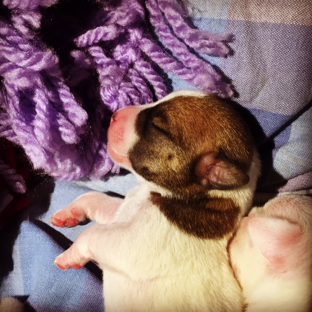 MikeFarrow's tweet image. I think we are heading for a period of extreme cuteness 🙏🏼 baby jack Russel ❤️ #puppy #cute