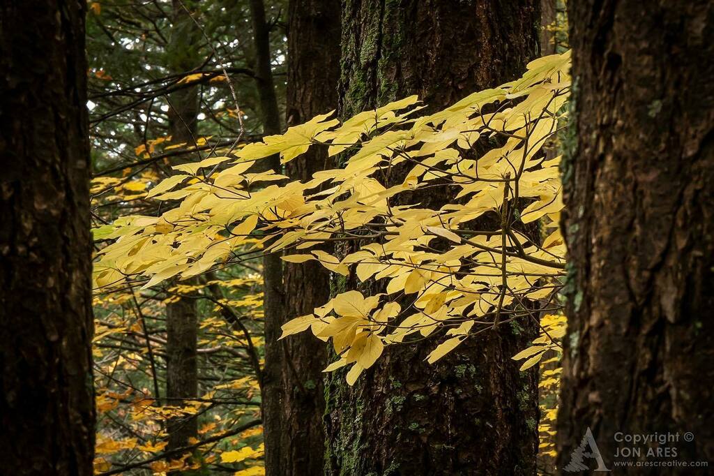 jon_ares's tweet photo. A shy Dogwood hiding behind some Fir trees. 🍁🌲
.
.
.
#thepnw #pnwadventures #explorepnw #pacificnorthwest #pnwisbeautiful #upperleftusa #cascadiaexplored #exploretocreate #elementsofwild #visitpnw #depthsofearth #lifeofadventure #staypnw #pnwroamer… https://t.co/Ahz1PRllOi https://t.co/W2MVUxigG0