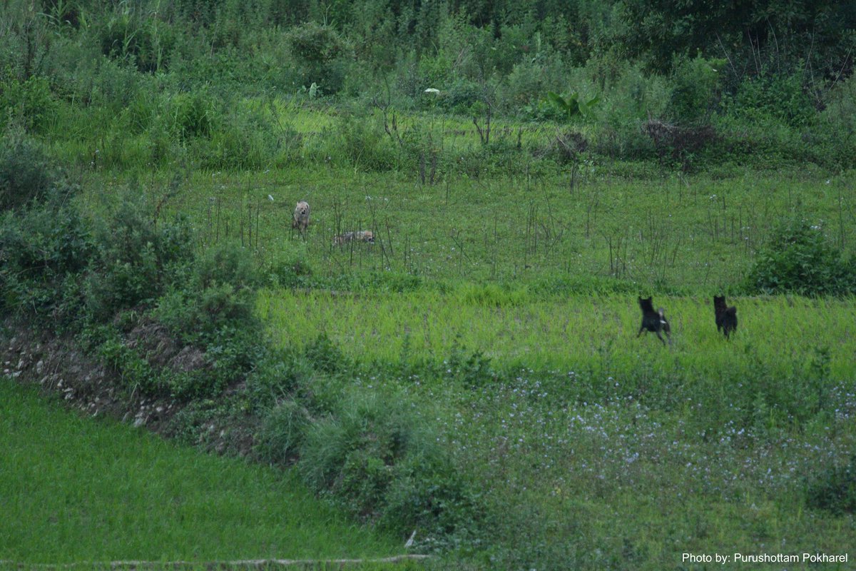 HimalayanMutts's tweet photo. Wildlife live amongst us and when our domestic animals (like dogs) harm them, it is our responsibility to act.
Thanks to Purushottam Pokharel for sharing his photo of jackals getting chased by dogs in Khokana, #Kathmandu #Nepal
#urbanbiodiversity #HimalayanMuttProject @torvaanser https://t.co/Epb7xEfxwh