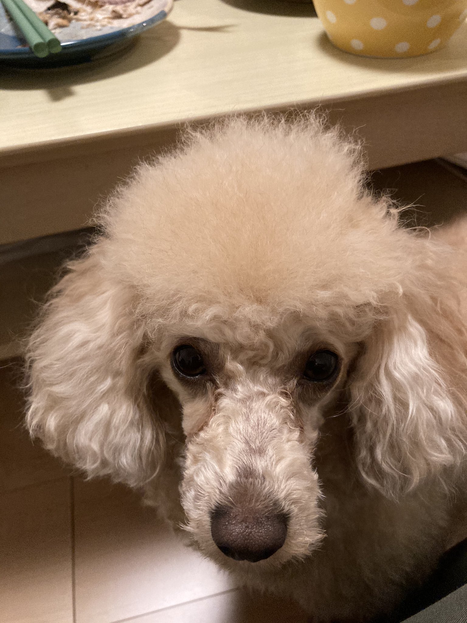 トイプードルのハチ V7mlorygbph7lr0 Twitter