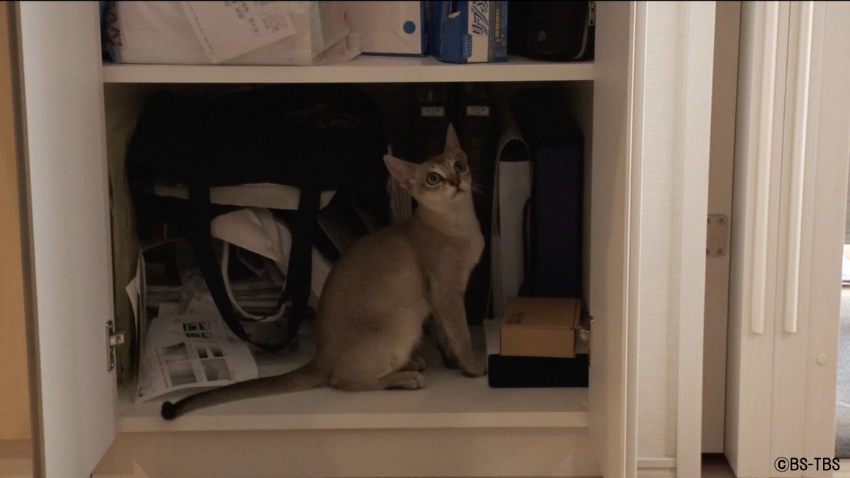 Bs Tbs On Twitter 明日12 16 水 よる10時 ねこ自慢 Nekojimanbs6ch 今回は 世界最小の猫 と言われるシンガプーラ種の猫 人間の女の子と猫の兄弟 三人の仲睦まじい姿にほっこり 10匹の猫の大家族 子育て奮闘記 Mcねこ じろう 声 花江夏樹 Https T Co