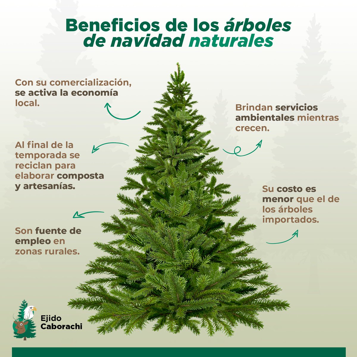 ejidocaborachi's tweet photo. Sabías que el consumo de árboles de navidad de productores mexicanos incentiva la economía rural ademas de proporcionar beneficios ambientales a nuestro país? https://t.co/t4yKrJr4MD