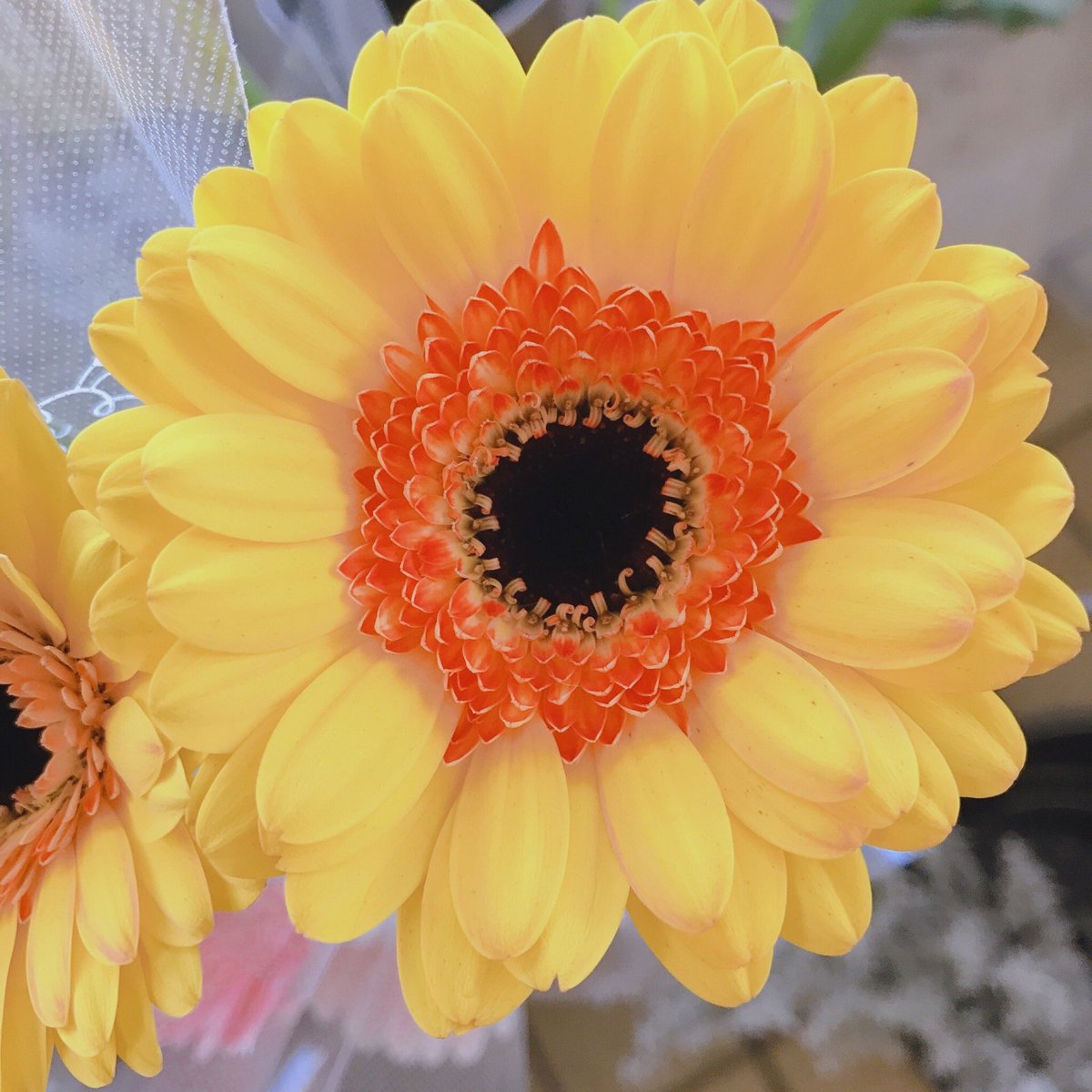 長光花園 こんにちは ガーベラの ダカール です 誕生花 2 11 8 1等 花言葉 希望 前進 等 オレンジは 神秘 等もあります 新しい門出にぴったりな花言葉ですね 伊勢 花 Tlを花でいっぱいにしよう Tlを花で一杯にしよう 長光花園 こんにちは ガーベラの ダカール です 誕生花 2 11 8 1等 花言葉 希望 前進 等 オレンジは 神秘 等もあります 新しい門出にぴったりな花言葉ですね 伊勢 花 Tlを花でいっぱいにしよう Tlを花で一杯にしよう