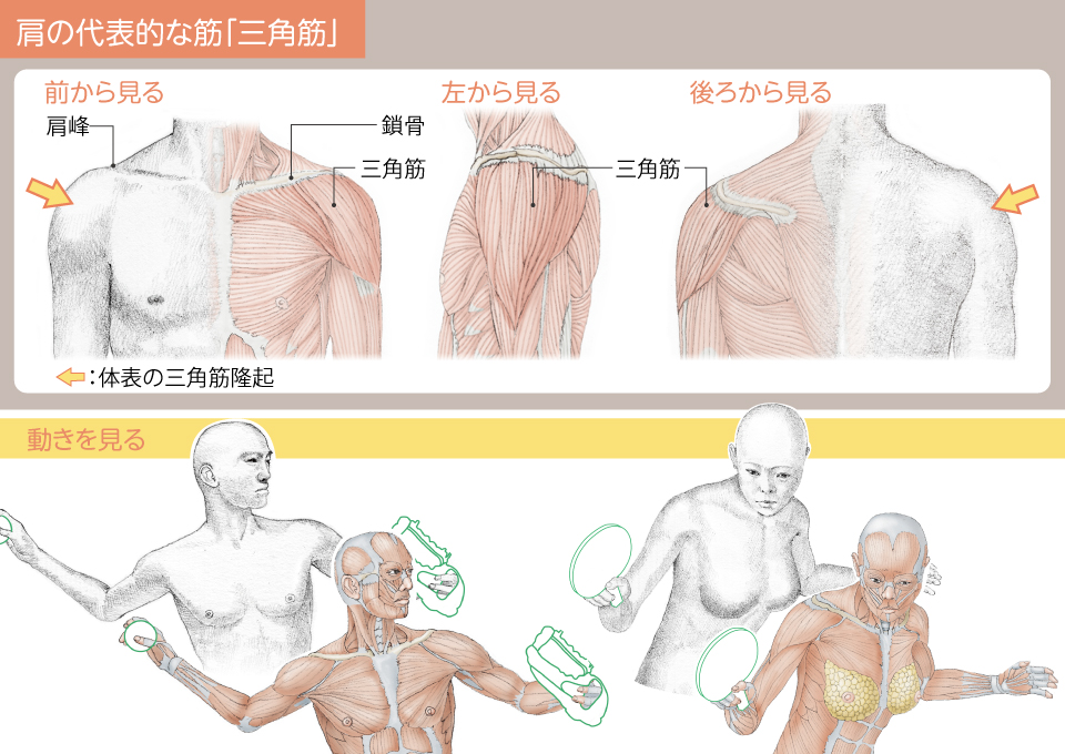 講談社ブルーバックス 人体を描くには 人体を知る必要がある 動きを生み出す 筋 骨 関節 の描き方とは 男らしい体 と 女らしい体 の違いは リアルな人体表現のポイントをプロに解説してもらいました T Co Feqwn9zvdn 絵描き 講談社ブルーバックス 人体を描くには 人体を知る必要がある 動きを生み出す 筋 骨 関節 の描き方とは 男らしい体 と 女らしい体 の違いは リアルな人体表現のポイントをプロに解説してもらいました T Co Feqwn9zvdn 絵描き