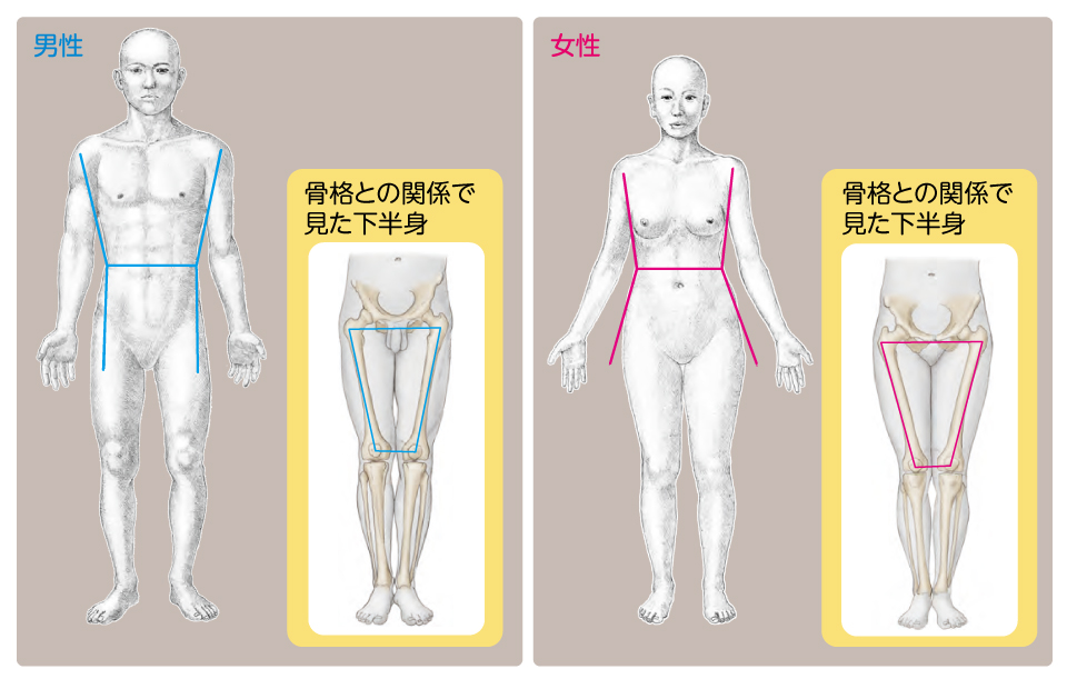 講談社ブルーバックス 人体を描くには 人体を知る必要がある 動きを生み出す 筋 骨 関節 の描き方とは 男らしい体 と 女らしい体 の違いは リアルな人体表現のポイントをプロに解説してもらいました T Co Feqwn9zvdn 絵描き 講談社ブルーバックス 人体を描くには 人体を知る必要がある 動きを生み出す 筋 骨 関節 の描き方とは 男らしい体 と 女らしい体 の違いは リアルな人体表現のポイントをプロに解説してもらいました T Co Feqwn9zvdn 絵描き