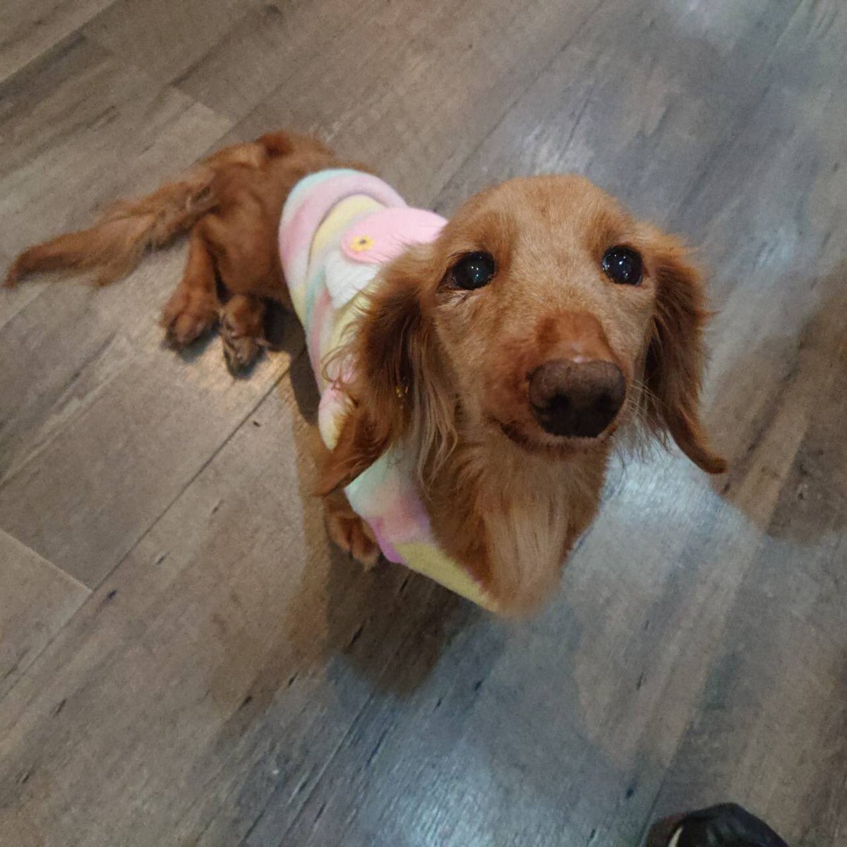 hogokencafet's tweet photo. 保護犬カフェ鶴橋店にて闘病中だったしおり、たくさんの方に応援していただきましたが 12月13日カフェで最期を迎えました。
日曜日の朝、スタッフみんながお顔を見れるタイミングでした。
家族を見つけてあげられなくてごめんね
毎日のお薬たくさん頑張ったね
応援ありがとうございました。 https://t.co/RZPtBgus8v