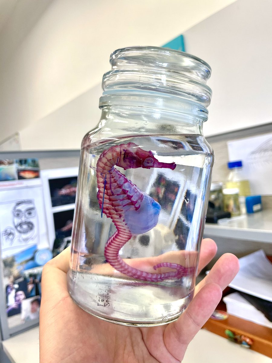 FishGuyKai's tweet photo. A diaphonised seahorse I did for my colleague. Better than the previous attempt but not the best. Gotta tweak the bleaching step a bit.. https://t.co/ECWDyUQrCJ