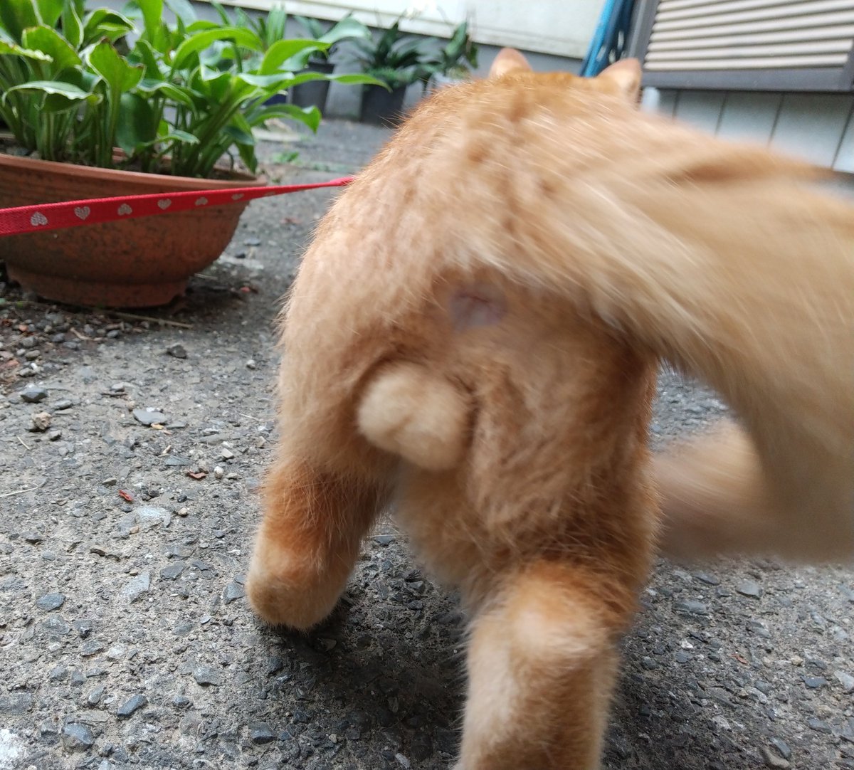 mugitanyanko's tweet photo. のっしのっし！
#ねこ #猫 #cat #猫好きさんと繋がりたい https://t.co/ZcegKq7V61