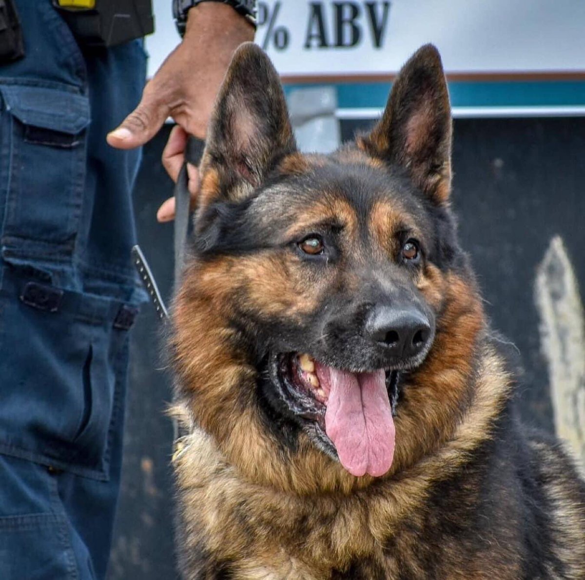 RPDOfficerChris's tweet photo. RIP K9 Diesel.
Thank you for your service.
#RPDk9
🖤💙🖤🐾🐾🐾 https://t.co/8ONiPj72jf