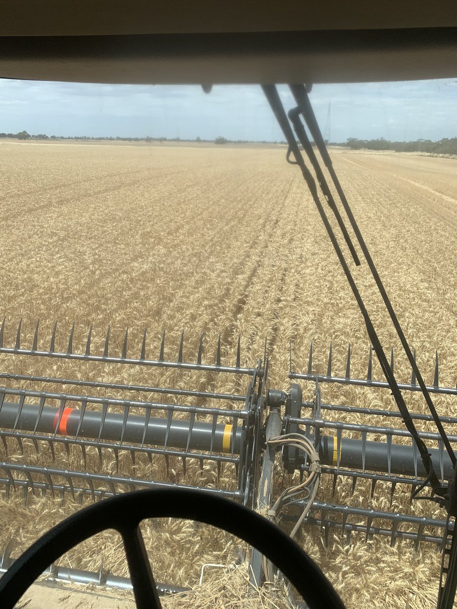 byrnedaddy's tweet photo. Scepter wheat preforming well above expectations. #byrnevillefarms #harvest2020 https://t.co/FHqfjKIVai