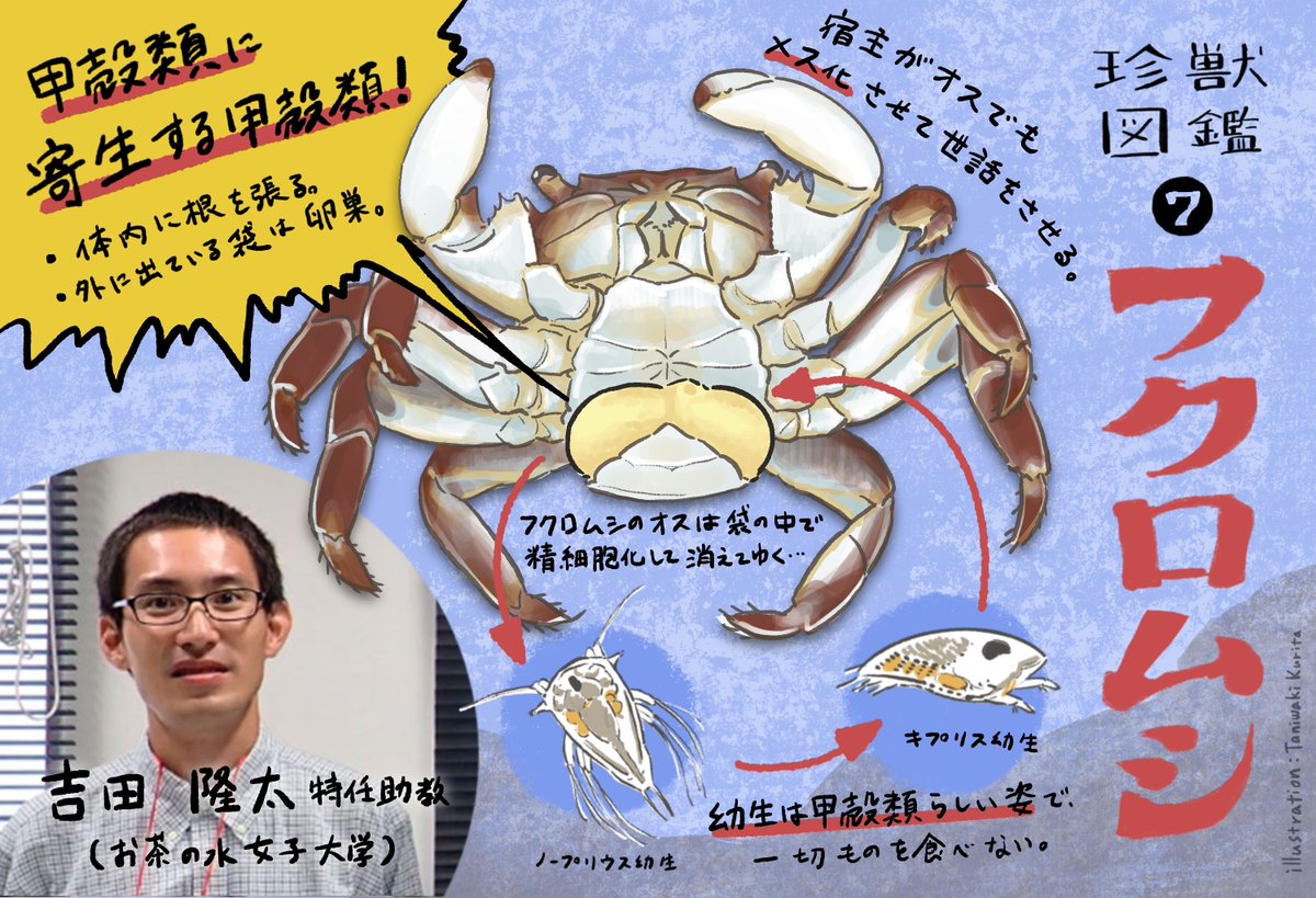 ほとんど0円大学 甲殻類に寄生する甲殻類 カニなどの甲殻類 のお腹にくっつく タラコかカズノコにしか見えない 何か 実はこれ フクロムシという甲殻類に寄生する甲殻類 オスの宿主をメス化させるこの不思議な生物について お茶の水女子大学 ほとんど0円大学 甲殻類に寄生する甲殻類 カニなどの甲殻類 のお腹にくっつく タラコかカズノコにしか見えない 何か 実はこれ フクロムシという甲殻類に寄生する甲殻類 オスの宿主をメス化させるこの不思議な生物について お茶の水女子大学