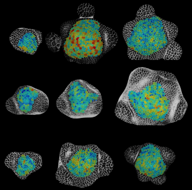 hardtke_lab's tweet photo. New @eLife Plant Biology paper: "Regulation of shoot meristem shape by photoperiodic signaling and phytohormones during floral induction of Arabidopsis"
https://t.co/EBMXdePIOs https://t.co/4IlGBe8G7l